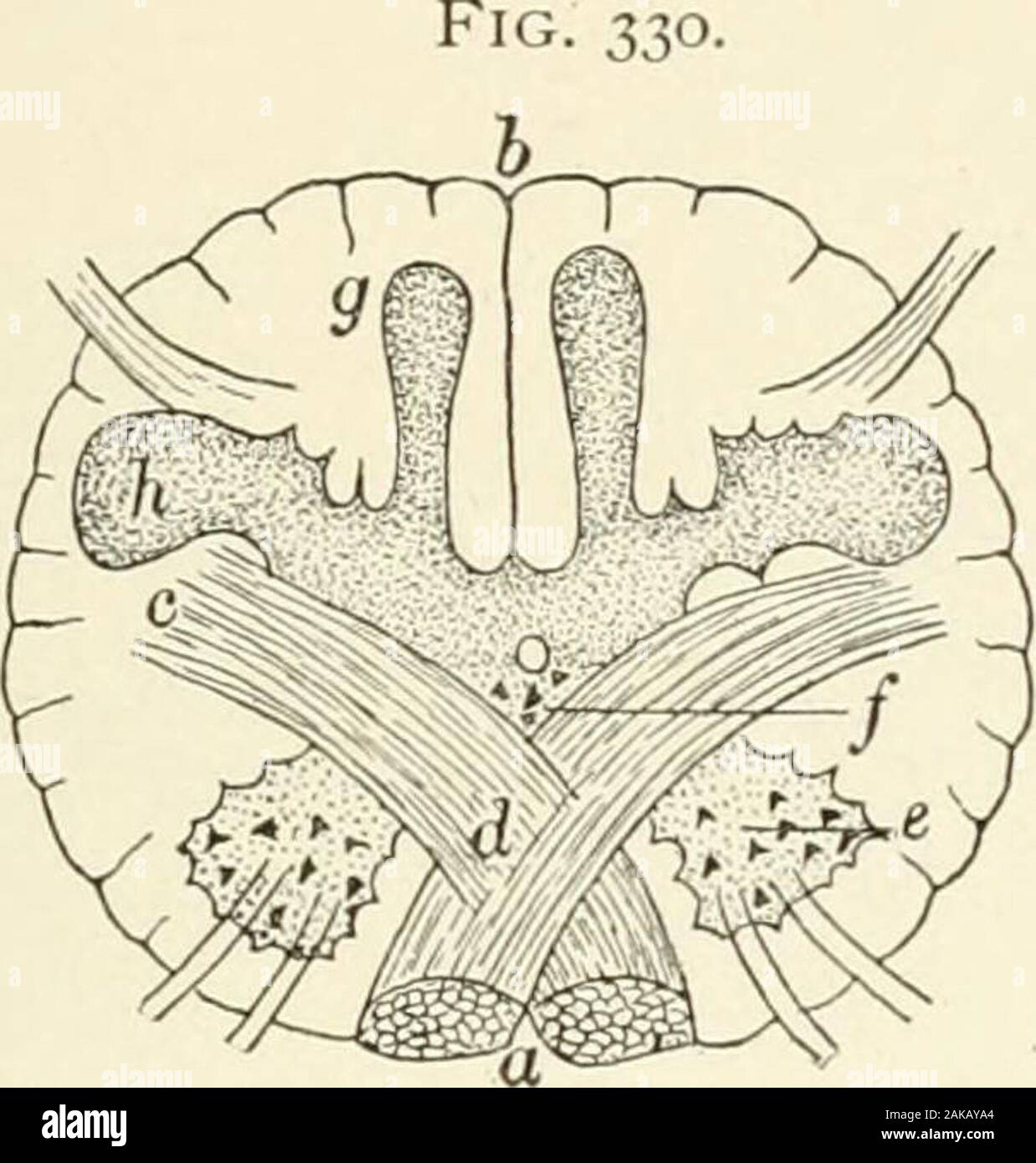 Lehrbuch der normalen Histologie: einschließlich der Berücksichtigung der Entwicklung der Gewebe und der Organe. t der weißen Substanz. Embedded innerhalb der letzteren, außerhalb des Nucleus cuneatus, liegt die kleine accessoryor Externe keilförmige Kern. Mit der Eröffnung der zentralen Kanal des Kabels in Thefourth Ventrikel der grauen Substanz lag ursprünglich dorsal auf den Kanal Abbildung des Rückenmarks indicatingthe Pfade, die von den Fasern des crossedpyramidal Fläche (b) zu gewinnen, die eine-terior Spalten (a) und durch Fasern ofposterior Spalte (i) höhere bis toform sensorische decussation. (AfterTestut.) DIE ZENTRALE NE Stockfoto