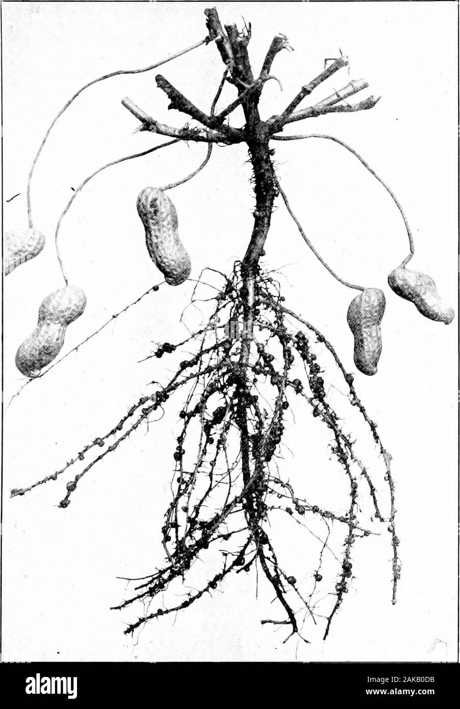 Südliche Feldfrüchte (exklusiv von Futterpflanzen). ts, oder Tuberkel, durch die die Anlage können ist der Stickstoff aus der Luft (Bild zeichnen. 201). Dieses Werk ist einzigartig im Lager der Samen oder Früchte unter dem Boden. Die Blüten sind auf kleinen Stielen springingfrom der Achsel des Blattes getragen. Die blumenstengel dreht sich nach unten und nach der Blüte ist fertihzed, die Spitze des thepistil, die scharfe, er wächst in den Boden. Bald lange schlanke Teil selbständig nach Demlösen, genannt die Peg hat piercedthe Boden, der unteren Spitze vergrößert und wird der Pod orshell. Die Durchgraben Samen, die gemeinhin als Nüsse, sind mehr Stockfoto