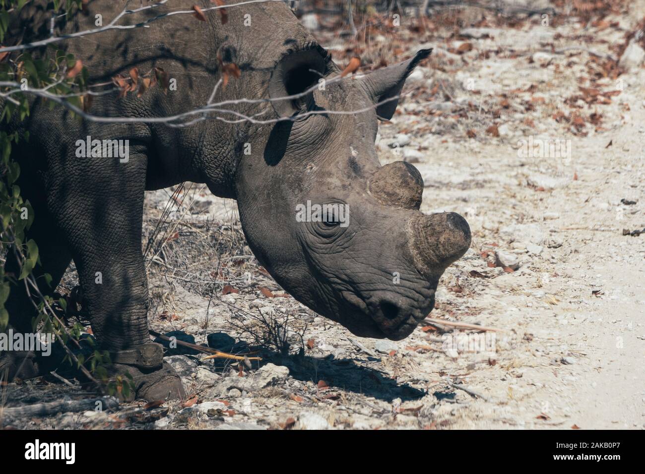 Enthornt Black Rhino oder Hook-Lipped Nashorn im Etosha National Park, Namibia, das Horn wurde als Maßnahme gegen Wilderei Schnitt Stockfoto