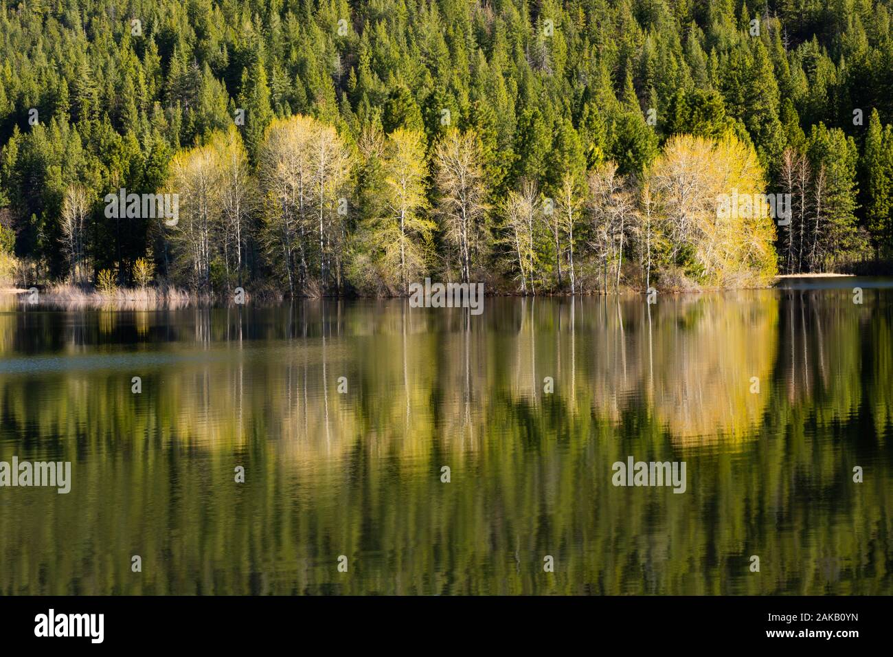 Blick auf die Bäume auf dem Lake Shore Stockfoto