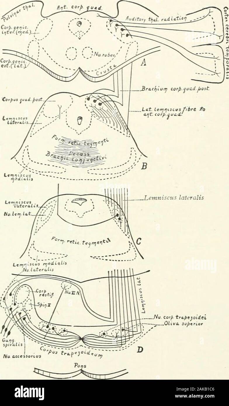 Eine Referenz Handbuch der medizinischen Wissenschaften, umfasst das gesamte Spektrum der wissenschaftlichen und praktischen Medizin und verwandter Wissenschaften. ^ Fasern liefern allgemeine tactilesensibility mit dem hinteren Drittel der Zunge andsome benachbarten Teilen. Die Superior oder Vena jugularis, Ganglion gehört wahrscheinlich zu dieser Komponente, wie isknown der Fall in der unteren Wirbeltiere und itsfibers geben Sie die wirbelsäule V. Trakt (Ramon y Cajal), zweifellos die Einstellung im Rückenmark V. Kern. (2) Unspezialisierten viszeralen sensorische Fasern wahrscheinlich geben Sie 309 Gehirn, Anatomie der Referenz handbuch DER MEDIZINISCHEN WISSENSCHAFTEN dieser Nerv aus Stockfoto