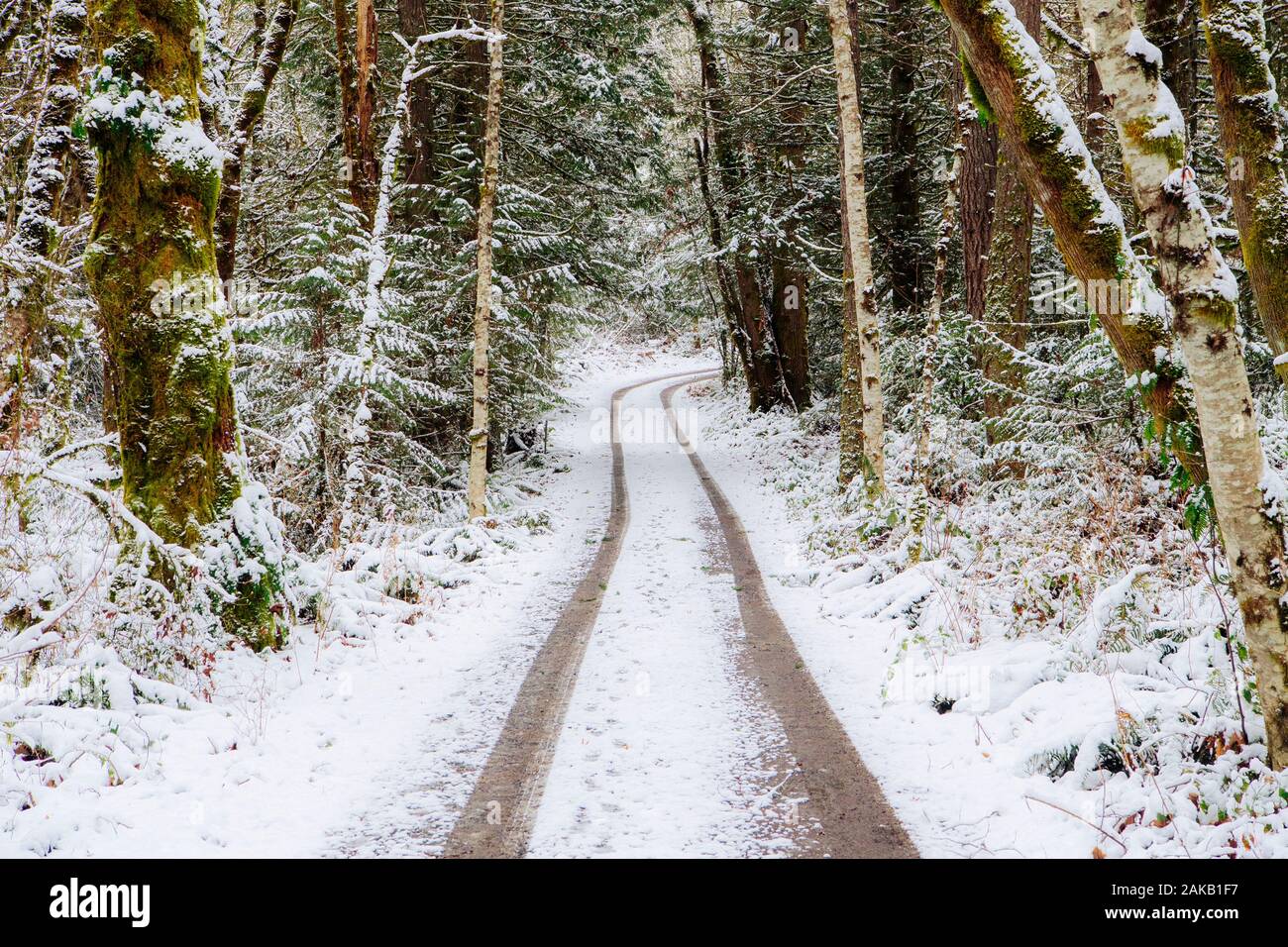 Landschaft mit Schmutz der Straße im Wald im Winter, Bainbridge Island, Washington, USA Stockfoto