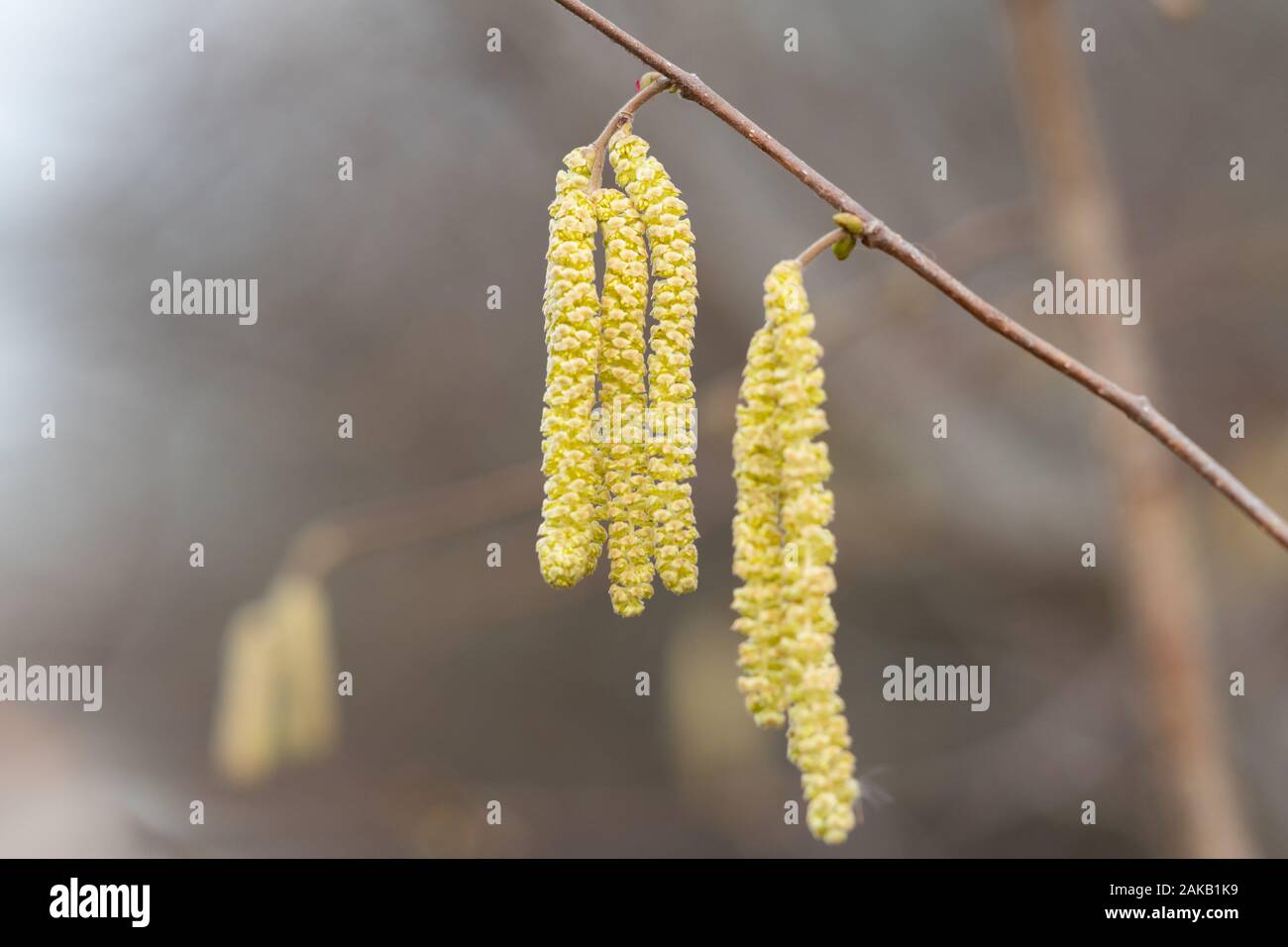 Ein blühender Strauch haselnuss (Corylus avellana) im späten Winter Stockfoto