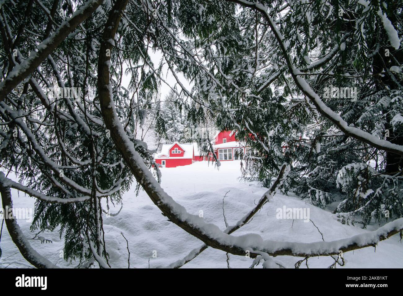 Rotes Haus in Wald im Winter, Bainbridge Island, Washington, USA Stockfoto