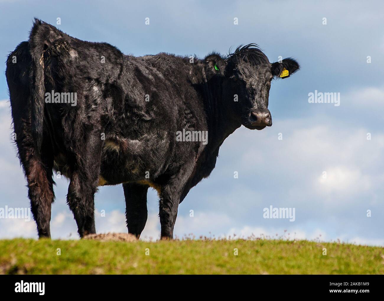 Moorland rinder weiden auf Bodmin Moor Cornwall Stockfoto