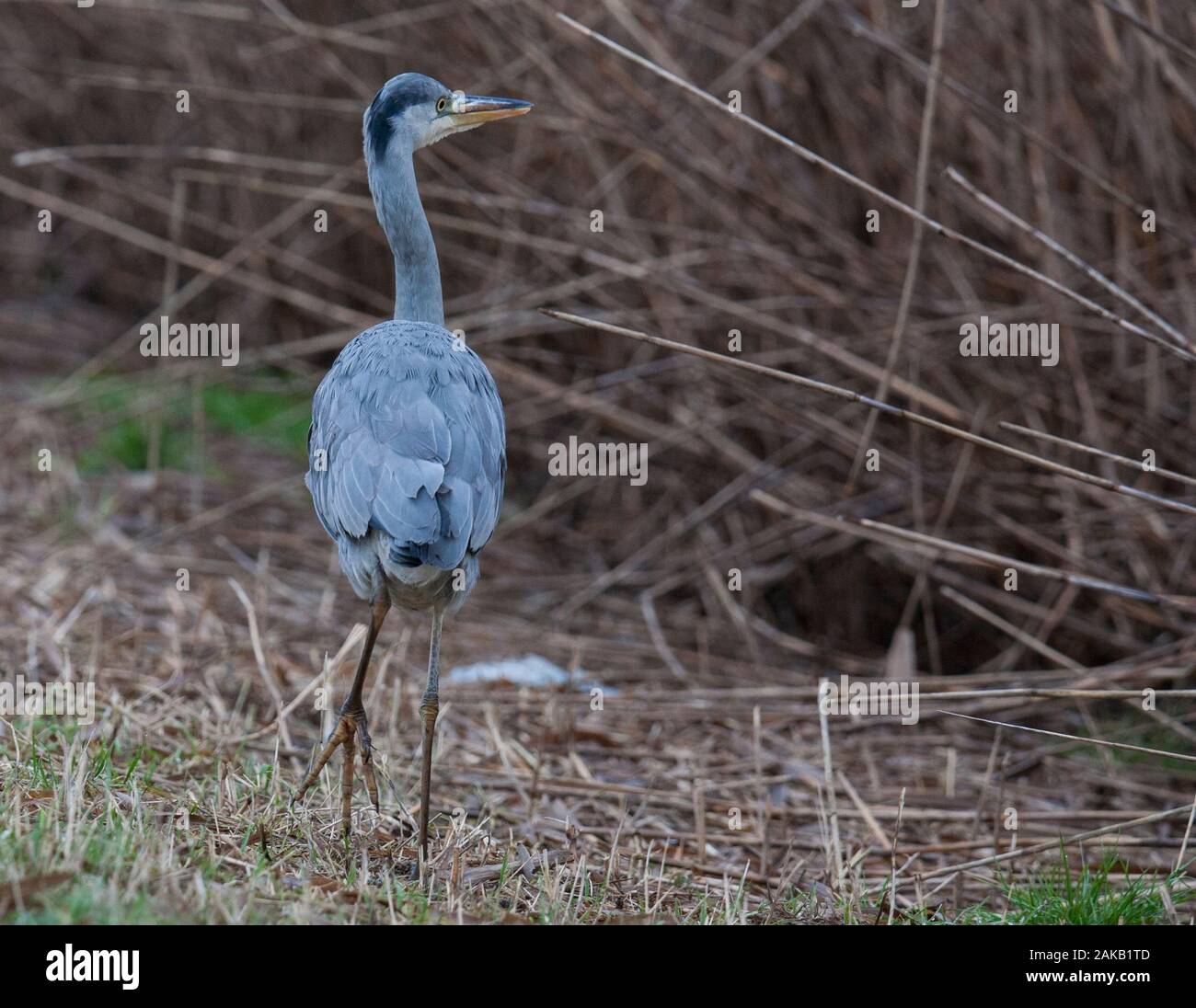 GREY HERON Ardea cinerea Stockfoto