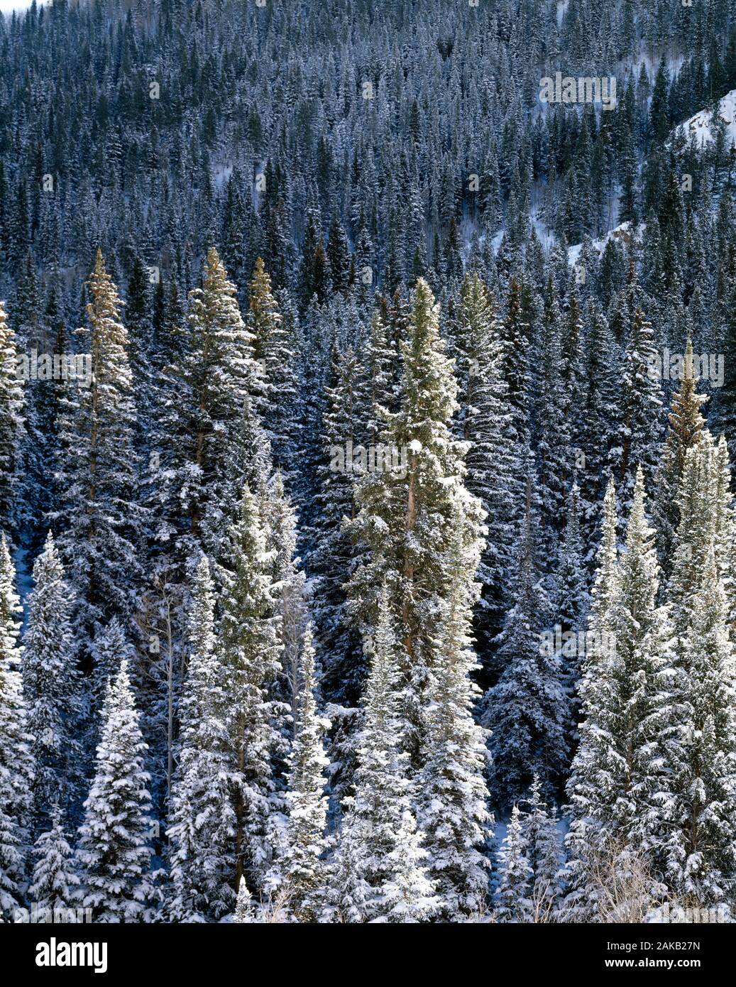 Landschaft mit Blick auf Spruce Tree Wald mit Schnee im Winter Stockfoto