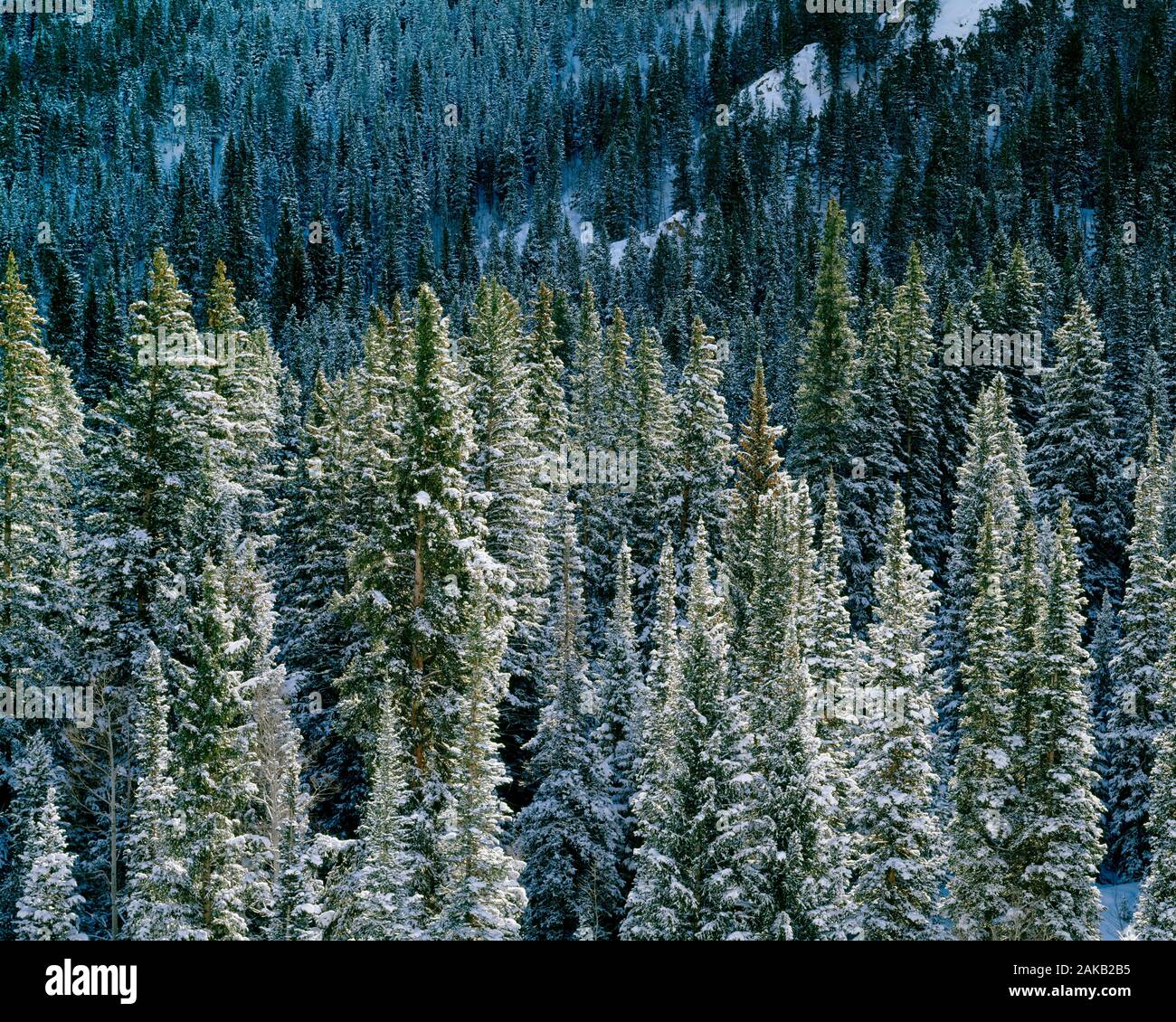Landschaft mit Blick auf Spruce Tree Wald mit Schnee im Winter Stockfoto