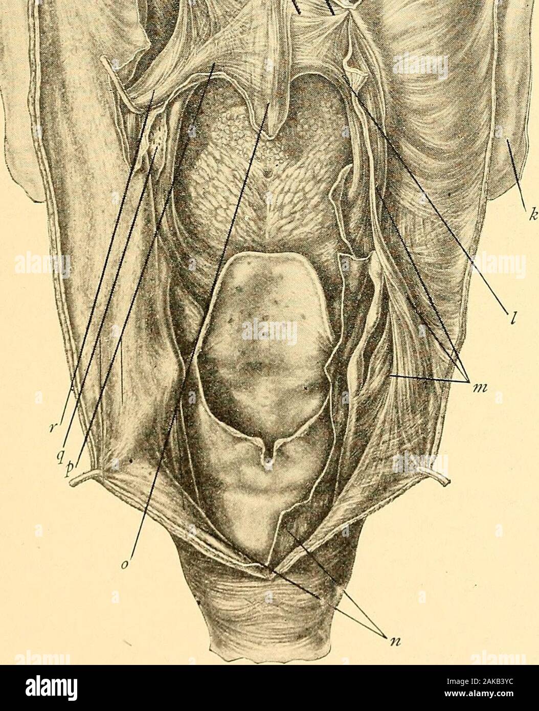 Erkrankungen der Nase und des Rachens. V. Abb. 76. Muskeln am weichen Gaumen von hinten gesehen. (Fried.) ein, Tensor palati Muskel; b, salpingopharyngeus Muskel; c, levator palati Muskel; d, aponeurosis am weichen Gaumen; e, Tensor palati Sehne; f, Tensor palati Muskel; g, Eustachische Röhre; h, pterygoidus lateralis Muskel; Ich, externe lateralis Muskel; j, Rachenentzündungen aponeurosis Futter Riesenschlangen;/;, Unterkiefer;/, palatoglossusmuscle; m, palatopharyngeus Muskel; 11, mvicous Membran; o, azygos uvulaemuscle; p, posterior fasciculus von palatopharyngeus Muskel; q, Tonsillen; r, palato-pharyngeus Muskel. 202 DIS Stockfoto