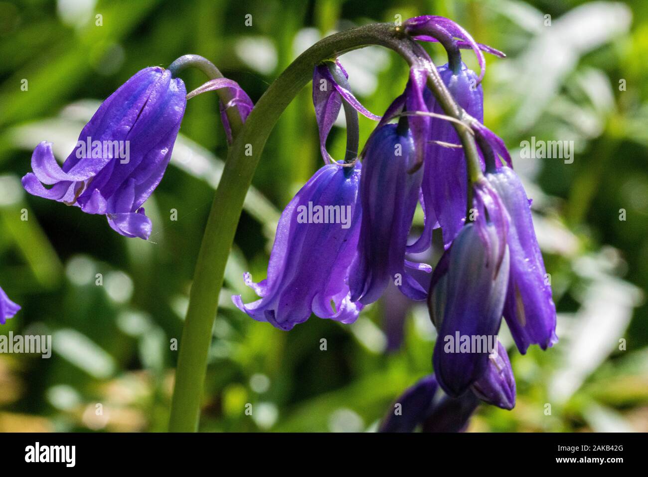 Nahaufnahme Detail eines Clusters von Bluebell Blumen auf einer einzigen Anlage (Hyacinthoides non-Unter einem großen Cluster wachsenden scripta) individuelle Anlage Stockfoto