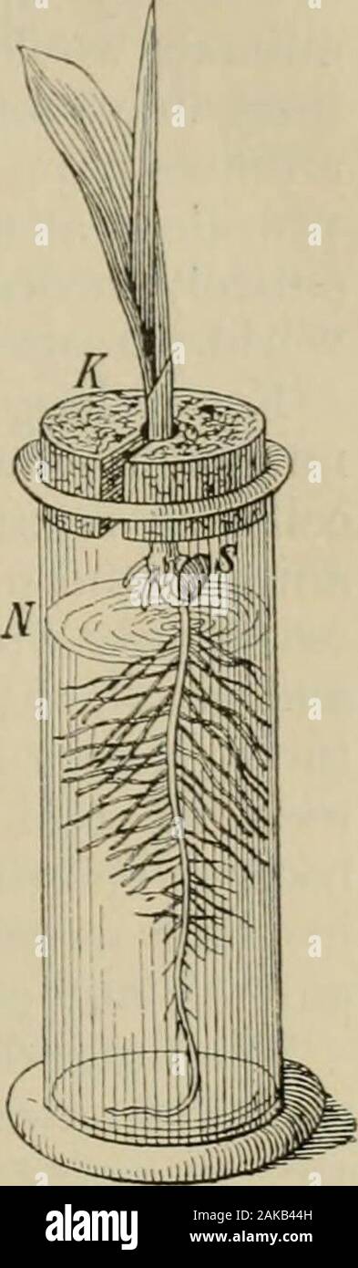Allgemeine Physiologie; einen Überblick über die Wissenschaft des Lebens. ussure, und, nach Havingbeen für eine lange Zeit bezweifelt, bildet heute eine der wichtigsten Fakten in allen Pflanzenphysiologie. Die Anlage snitrogen, jedoch, wie ein Experiment, analog zu den oben zeigt, nicht aus der Luft entnommen werden; es wird ausschließlich aus thenitrogenous Salze der Wasser genommen. Es folgt aus diesen Experimenten, dass Pflanzen konstruieren theirliving Substanz aus einfachen anorganischen Verbindungen, von thecarbonic Säure in die Luft, die durch die Blätter aufgenommen wird, Undvom Wasser, Salze, die erreicht die Pflanze throughits Stockfoto