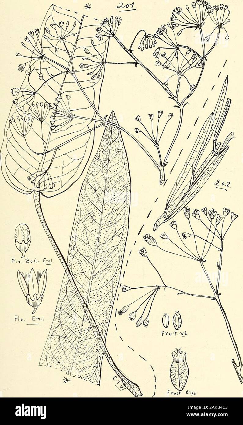 Umfassenden Katalog von Queensland Pflanzen, Einheimische und naturalizedTo, die hinzugefügt sind, soweit bekannt, die Aborigines und anderen volkstümlichen Namen; mit zahlreichen Abbildungen und reichlich Notizen auf die Eigenschaften, Funktionen, &c., der Anlagen. Igg. Pentapanax Willmottii, F. V-M200. S. BELLENDEN - KERENS 1S, bürgen. LXI. ARALIACE ^E. 23&gt;. 201. ASTROTRICHA PTEROCARPA, Bell til. 202. A. BlDDULPHIANA, F. V-M. 238 LXII. CORNACE. E.-LXIII. CAPRIFOLIACE ^E. Panax - Fortsetzung cephalobotrys, F. v. M. elegans, F. v. M.-Mowbulan Nadelschnittholz. Grayanger ofBunya Berg Eingeborenen. Das Holz, Herr C. Madsen (wer Stockfoto