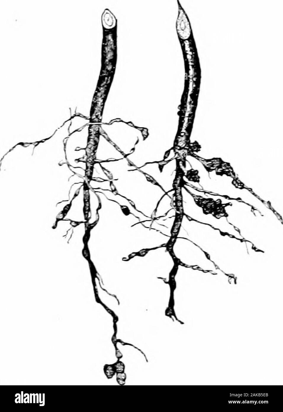 Südliche Feldfrüchte (exklusiv von Futterpflanzen). -.. Abb. 1 s 2. Root-knot oder nematode Verletzungen ox Cottox Wurzeln. 416 SÜDLICHE FIELU KULTURPFLANZEN trockenes Wetter prüft die Fortschritte bei der Eindämmung der Krankheit, und itmay erscheinen dann nur als eine Rötung oder Schmierblutungen der sur-Gesicht der Ijoll ohne ernsthafte Schäden an den Pflanzen. Stockfoto