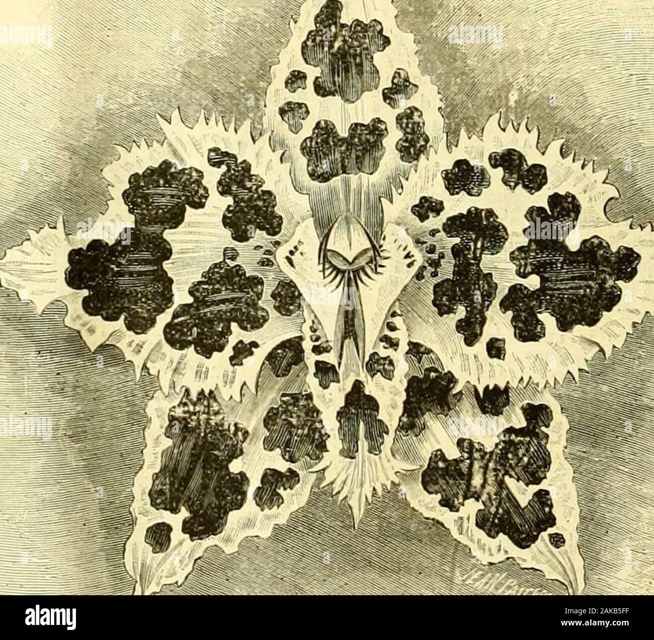 Die Gärtner' Chronik: Eine wöchentliche Illustrierte Zeitschrift über Gartenbau und verwandte Themen. murense, Iris orchioides, Coi ydalis cilicicus audcarpetauus decipiens, Krokus, Tanacetum leucophyllum, Inula ensifolia, Kitaibelta vitifolia, Hugueninia tanacetifolia, Thorn - Die allgemeine hat eine Vorliebe für palmfarnen und Palmen, aud ist der Besitzer einer sehr schöne Sammlung von theseplants, wie, ja, da nur gefunden werden können ie Einige ofthe Umfangreicher botauical Gärten werden nicht weniger als 207 Arten von Palmen und 08 Arten von Palmfarnen beingrepresented. Neben diesen, seine Gewächshäuser containnumerous Wahl Pflanzen Stockfoto