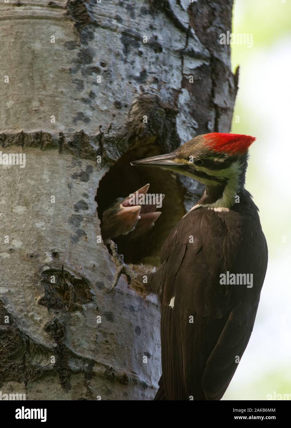 Pileated Woodpecker Nest Stockfoto