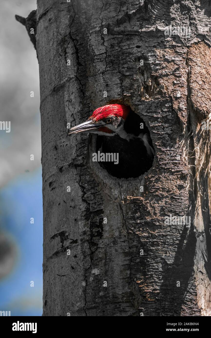 Pileated Woodpecker Nest Stockfoto