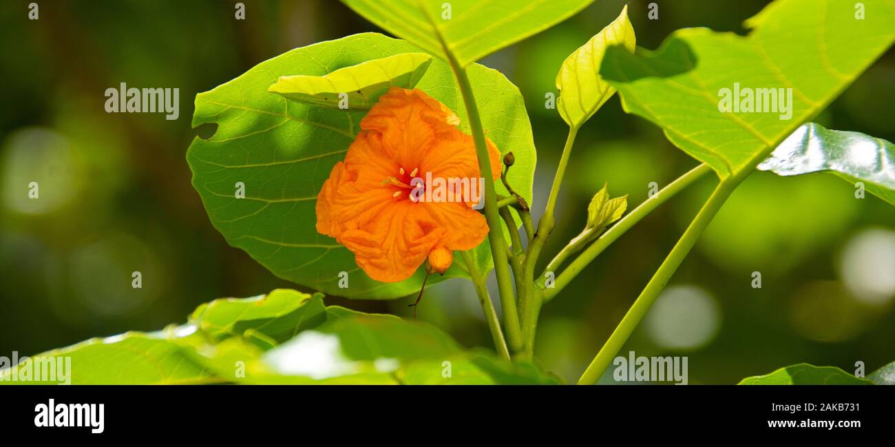 In der Nähe von Insel Nussbaum Blume, La Digue, Seychellen Stockfoto