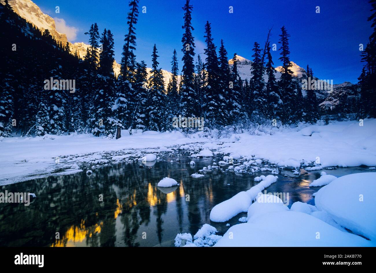 Landschaft mit immergrünen Bäumen und Bergen im Winter, Yoho National Park, British Columbia, Kanada Stockfoto