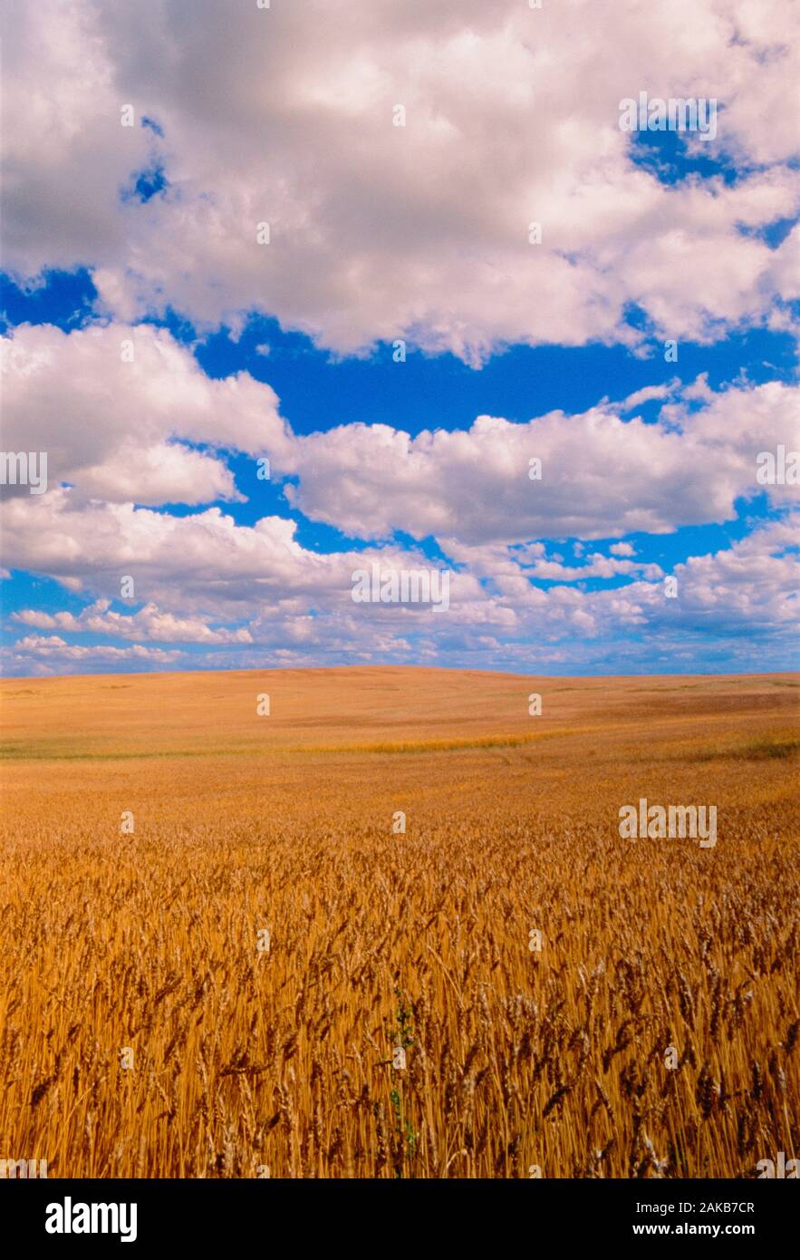 Landschaft mit weiten Weizenfeld unter blauem Himmel und Wolken, Alberta, Kanada Stockfoto
