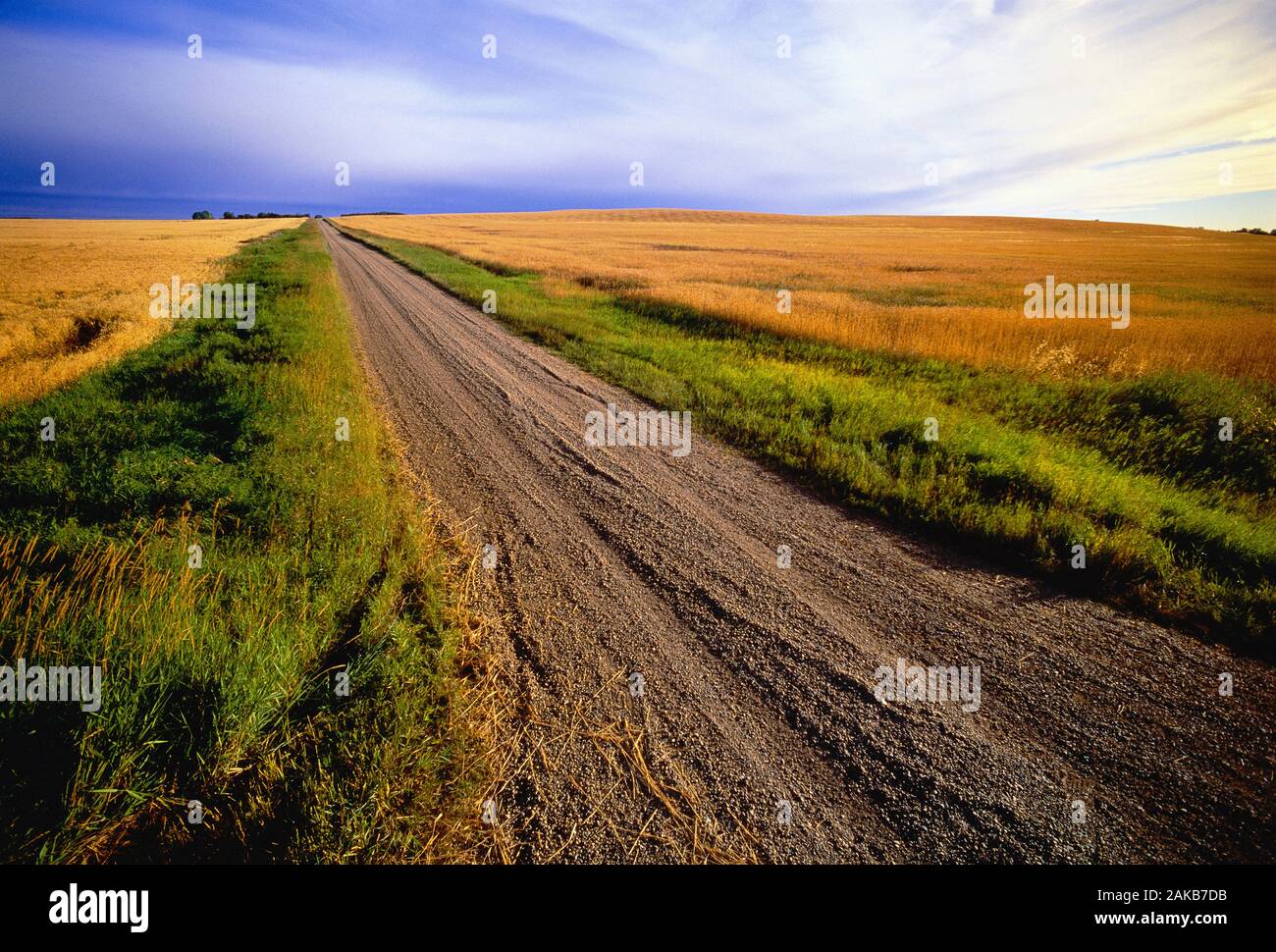 Landschaft mit Schmutz der Straße in die Landschaft, Hirse, Alberta, Kanada Stockfoto