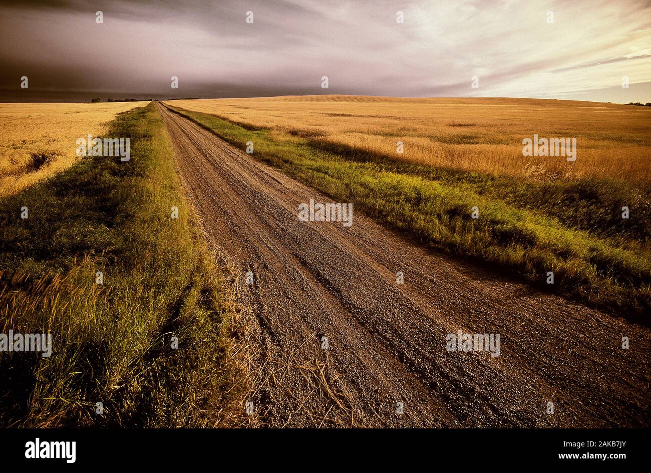 Landschaft mit Schmutz der Straße in die Landschaft, Hirse, Alberta, Kanada Stockfoto