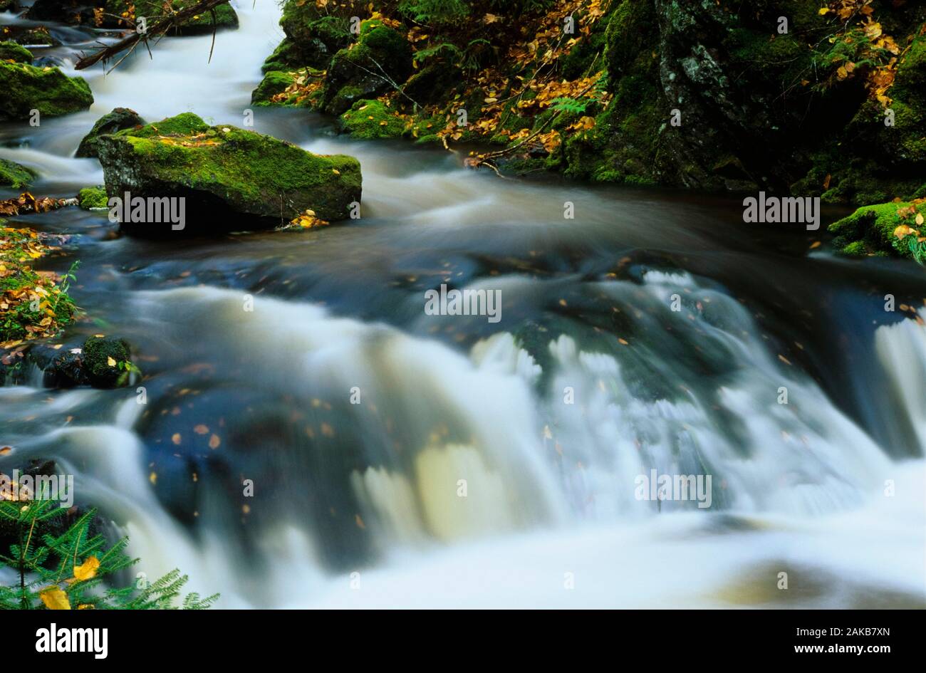 Landschaft mit fließenden Strom, New Brunswick, Kanada Stockfoto