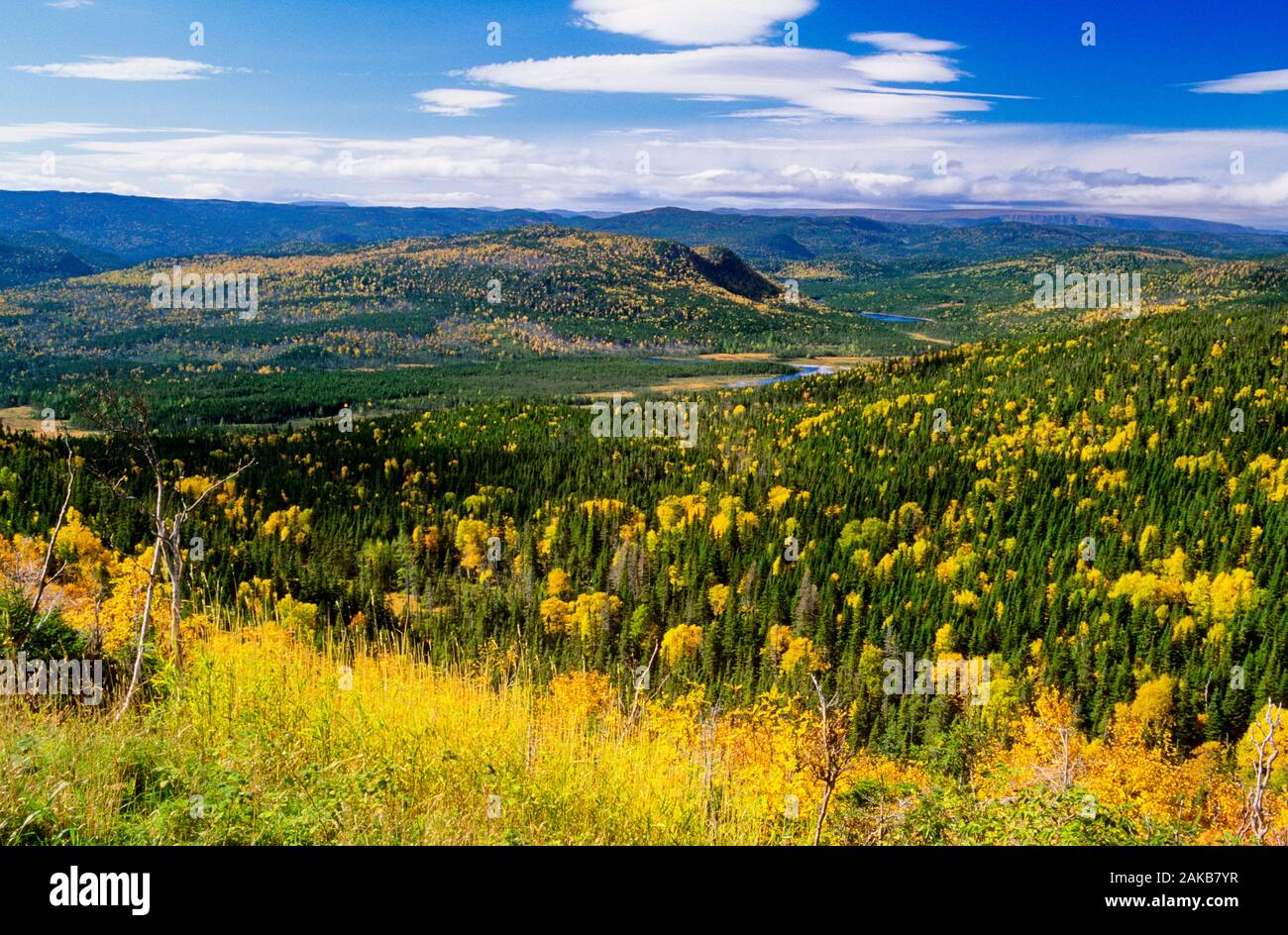 Landschaft mit Wald im Herbst, Neufundland, Kanada Stockfoto