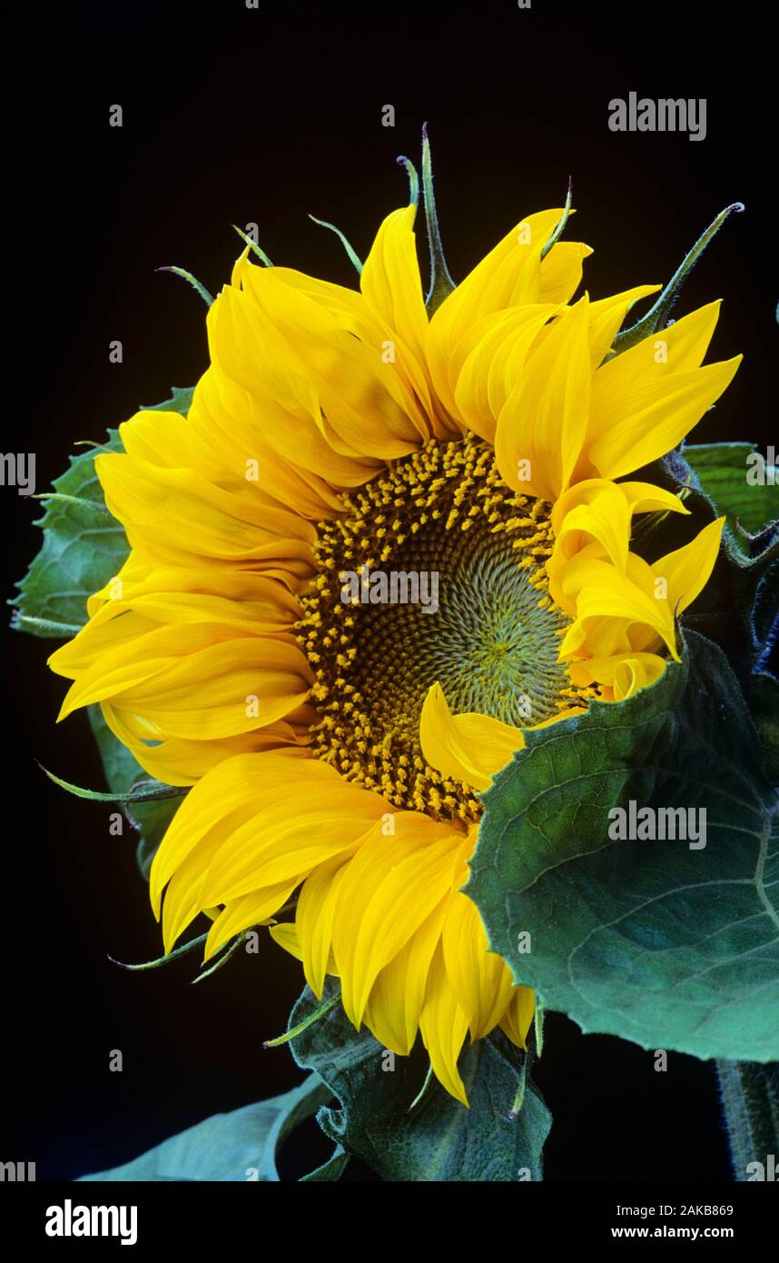 Nahaufnahme der gelben Sonnenblume Stockfoto