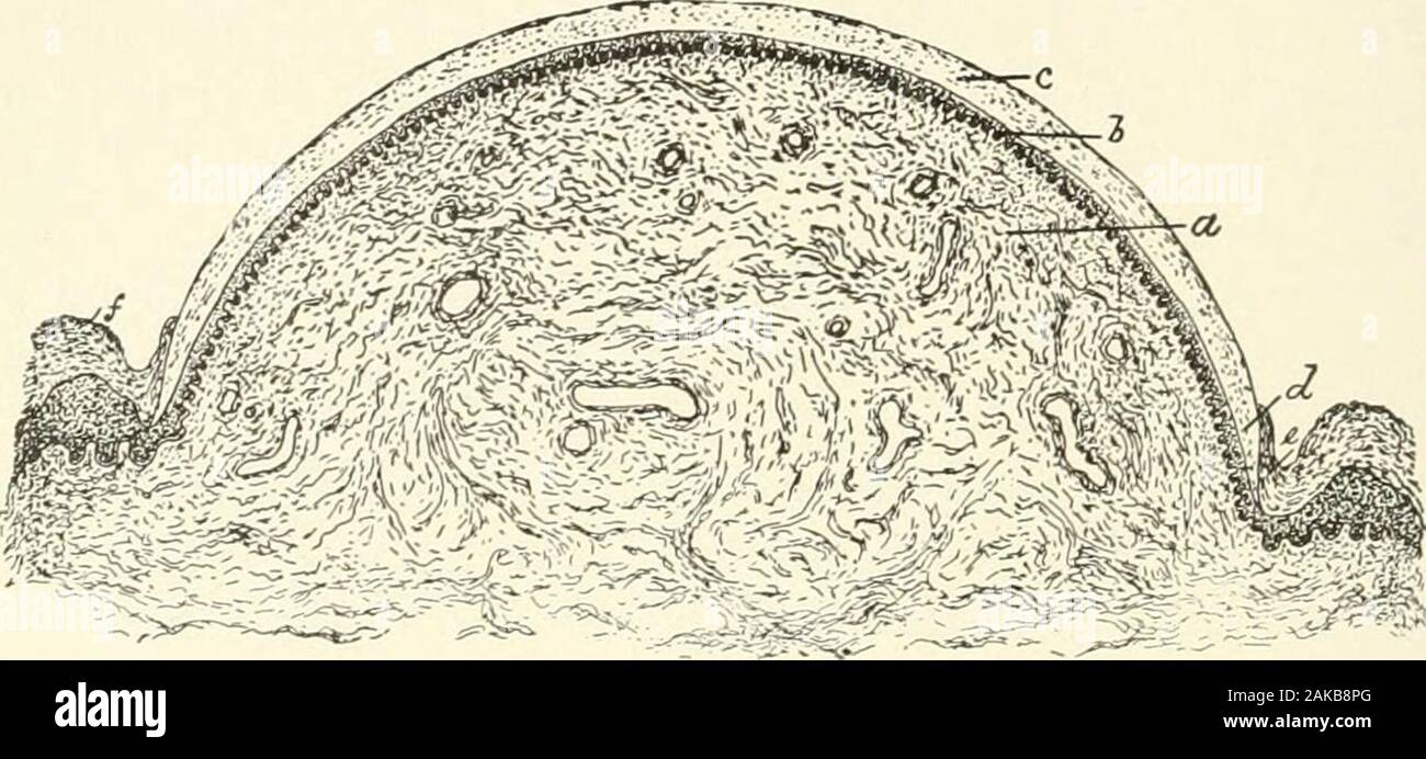 Lehrbuch der normalen Histologie: einschließlich der Berücksichtigung der Entwicklung der Gewebe und der Organe. , Restsupon ein Hoch vaskuläre und sensible Nagel - Bett, der Posterioren portionof, die, durch die Wurzel aus der Nagel bedeckt sind, ist die Matrix. Der Nagel - root ist in der Regel heller in der Farbe und etwas undurchsichtig, wegen thethickness des Stratum Malpighii; auf den Daumen es erweitert beyondthe Nagel - Falten wie eine blasse konvexe Fläche projizieren, die LUNULA. Während das Ausmaß der Nagel befestigt. Die growthof der Nagel findet "aus der Matrix allein, jede neu gegründete 266 normale Histologie. Inkrement Stockfoto