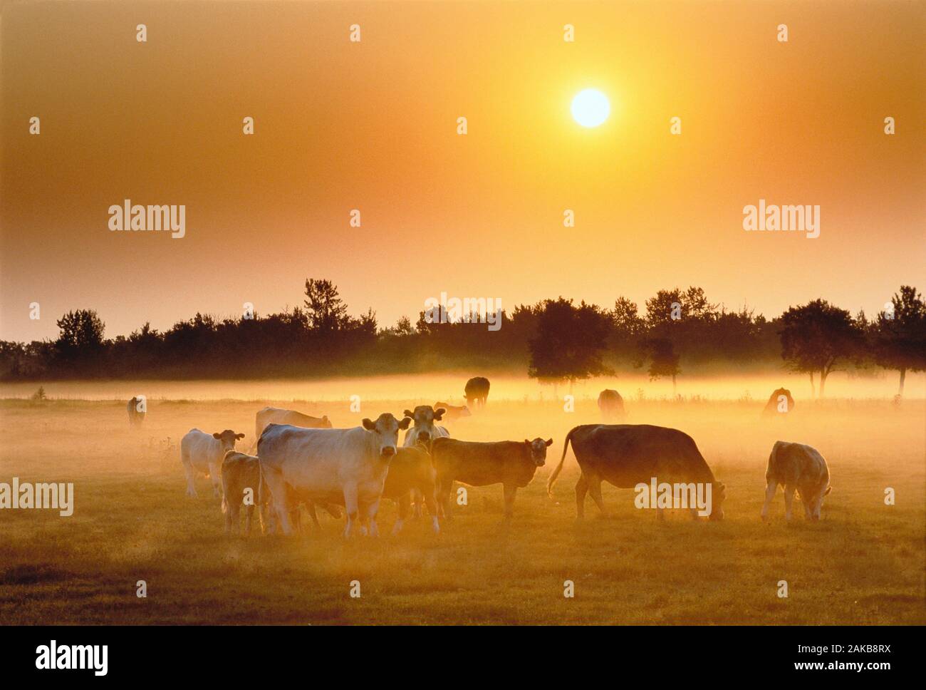 Gruppe der Kühe auf der Weide bei Sonnenaufgang, Alberta, Kanada Stockfoto