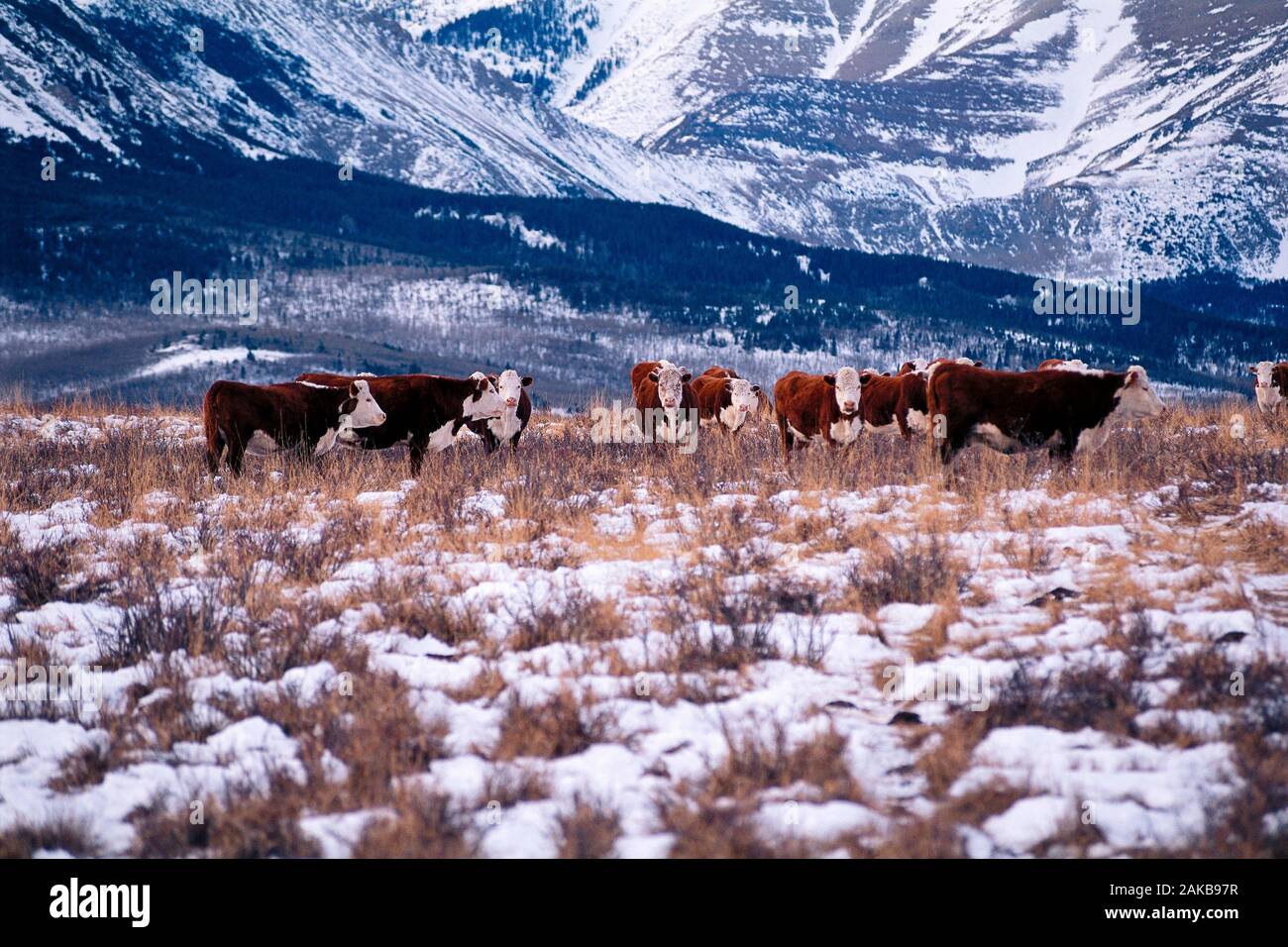 Kuhherde auf der Weide stehen in Bergen im Winter Stockfoto
