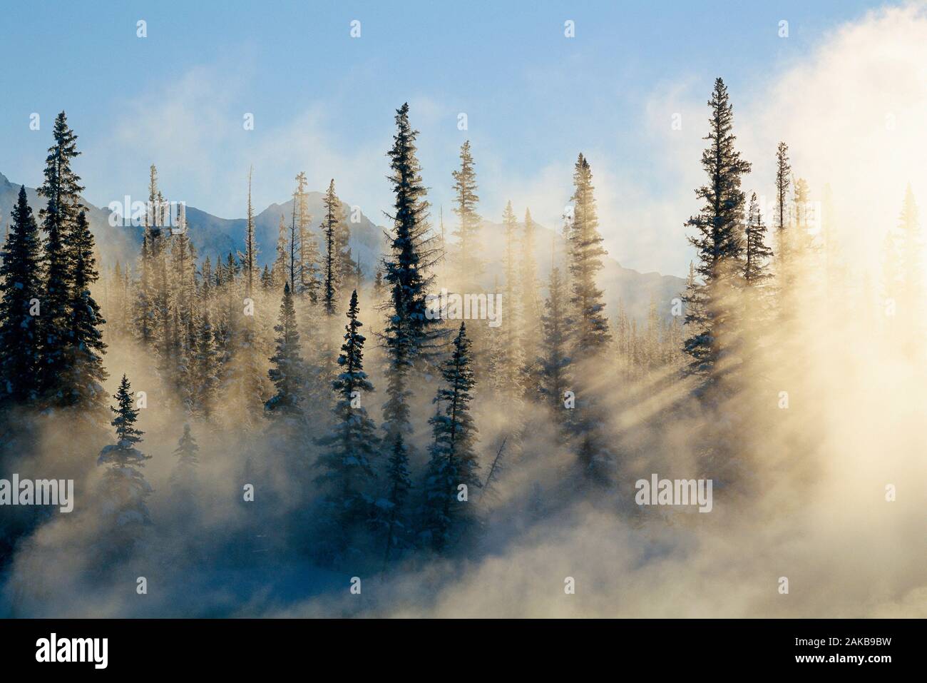 Landschaft mit immergrünen Wald im Nebel bei Sonnenaufgang, Banff National Park, Alberta, Kanada Stockfoto