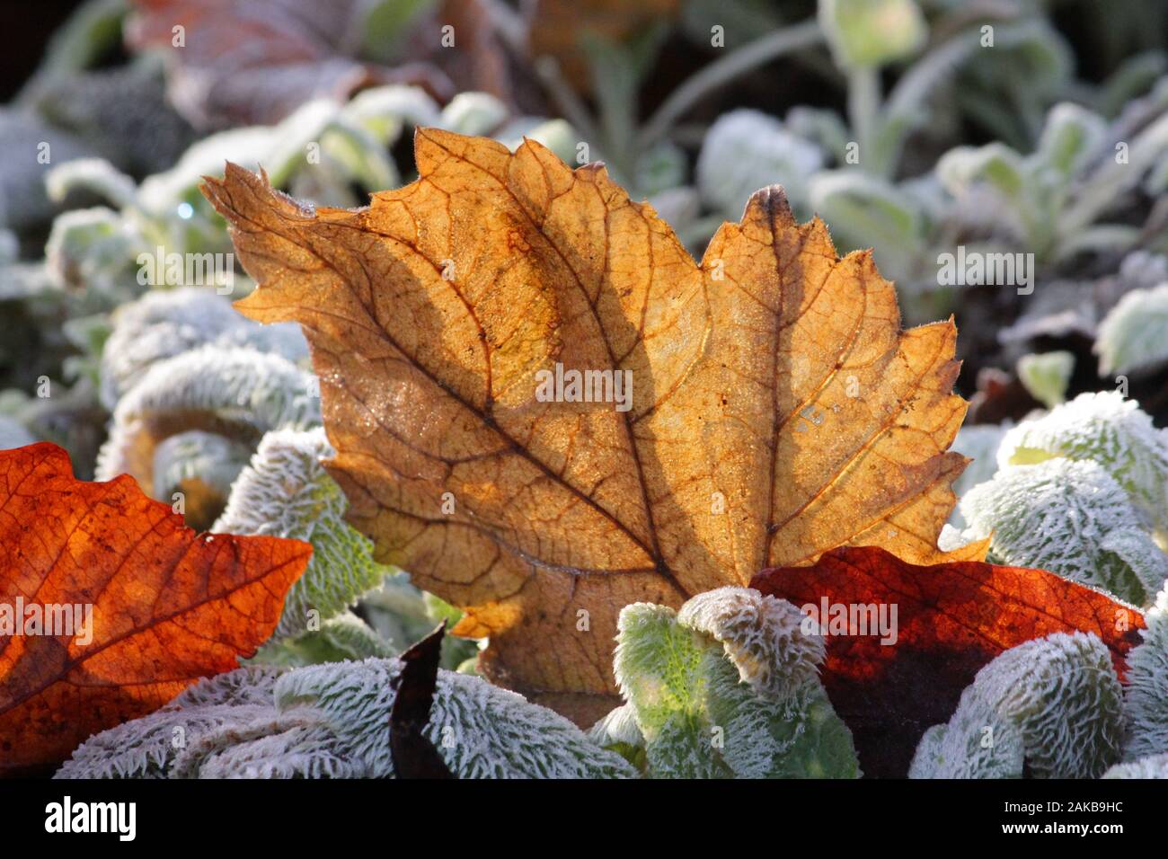 Bunte Blätter an einem frostigen Morgen Stockfoto