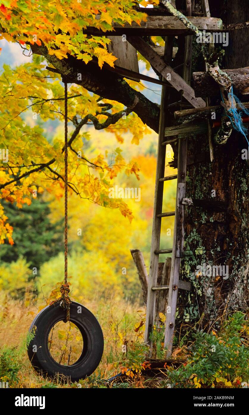 Baumhaus und reifen Schwingen hängen von der Zweigstelle im Herbst Stockfoto