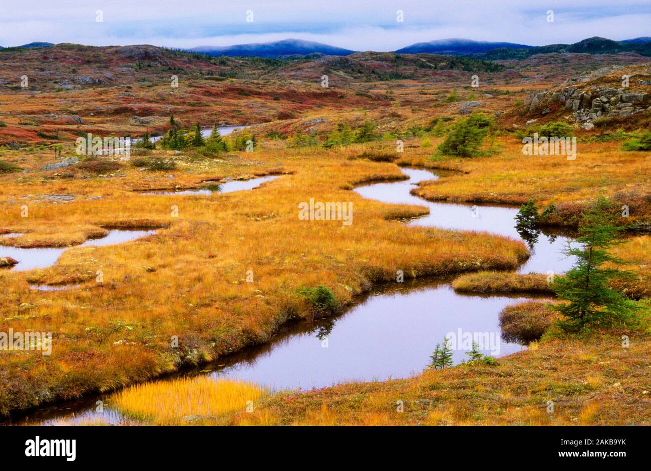 Landschaft mit Blick auf die Marsch, Neufundland, Kanada Stockfoto