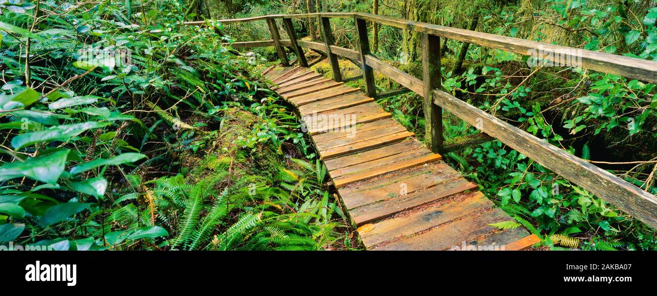 Holzweg durch Wald, Pacific Rim National Park, British Columbia, Kanada Stockfoto