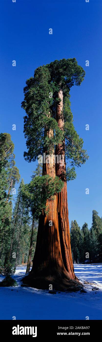 Giant Sequoia, Sequoia National Park, Kalifornien, USA Stockfoto