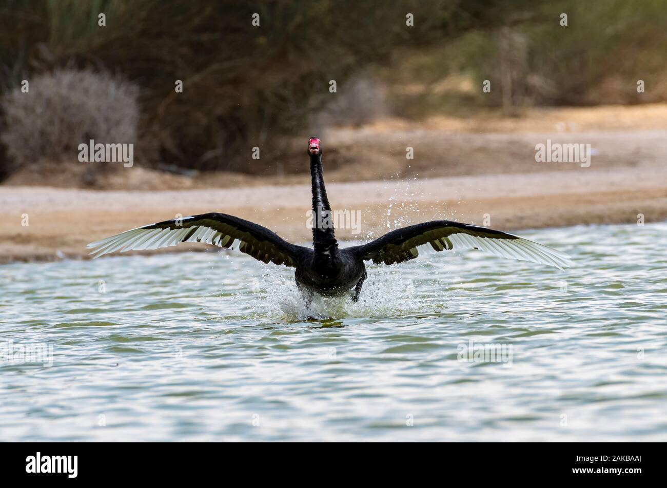 Anzeigen von Black Swan Landung auf Al qudra See, Dubai, VAE Stockfoto