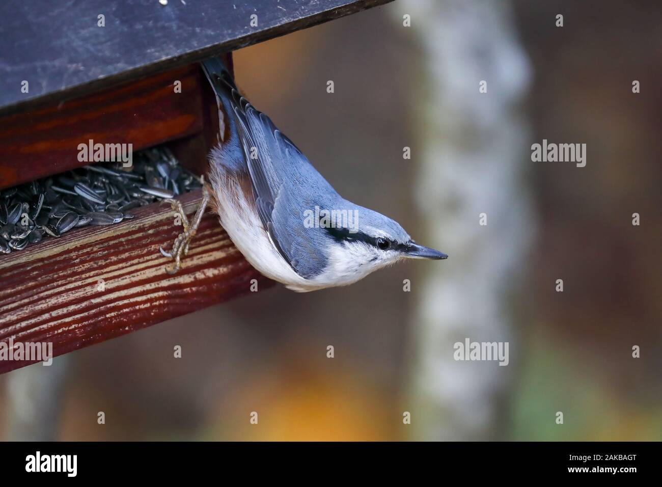 Eurasische Kleiber Stockfoto