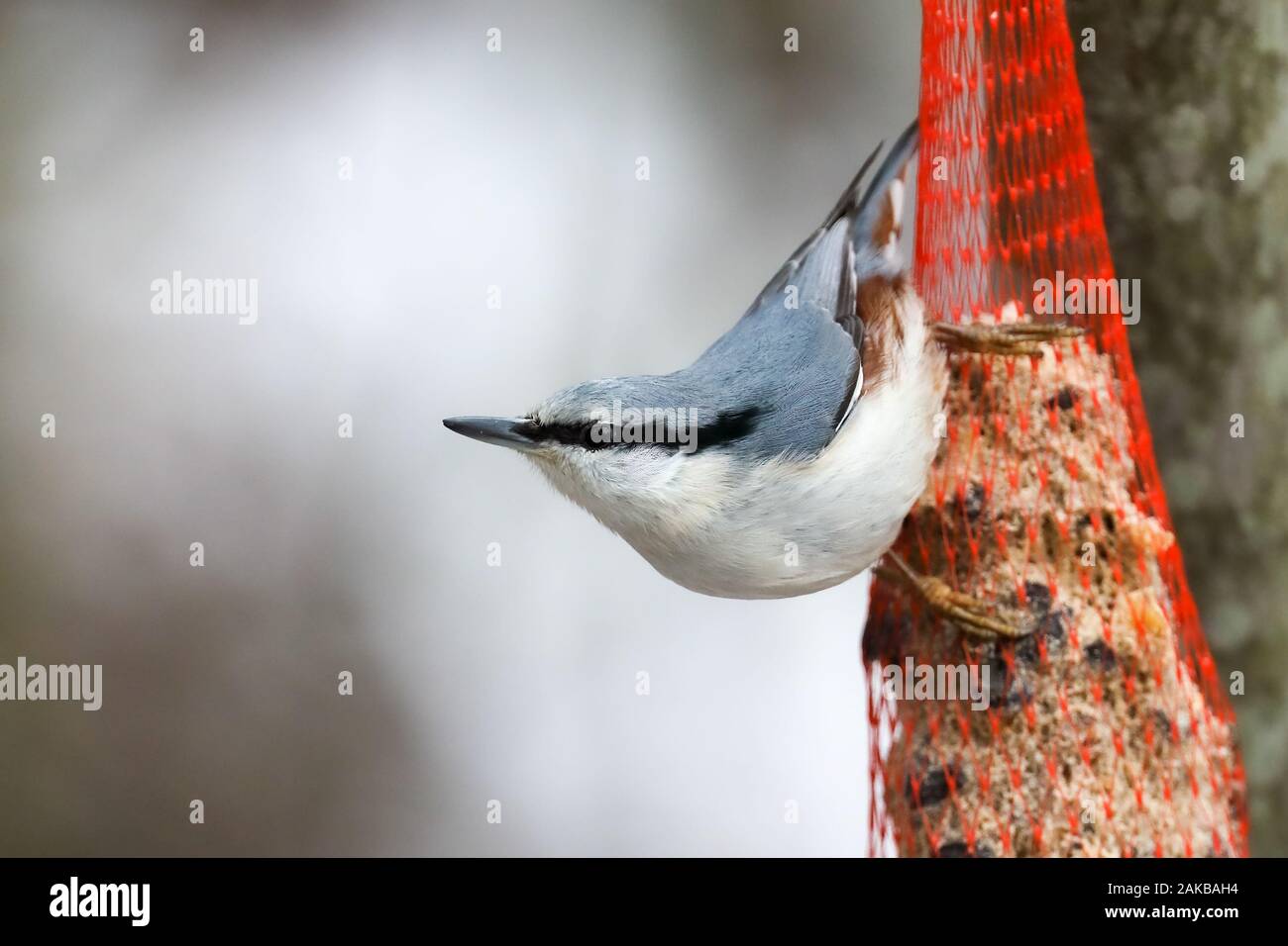 Eurasische Kleiber Stockfoto