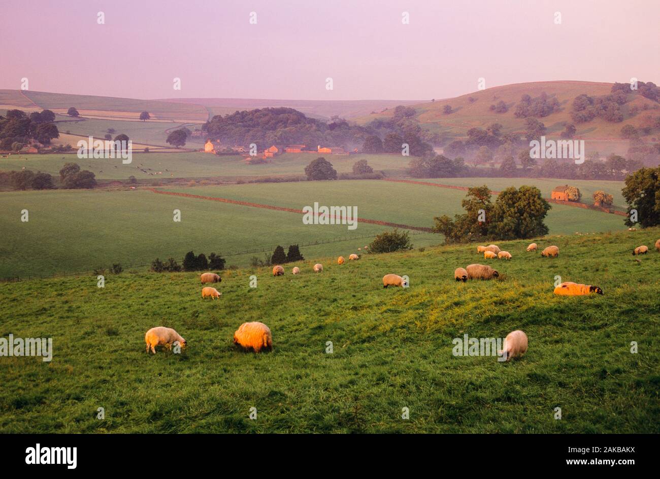 Blick auf die Schafe auf der Weide, England, Großbritannien Stockfoto