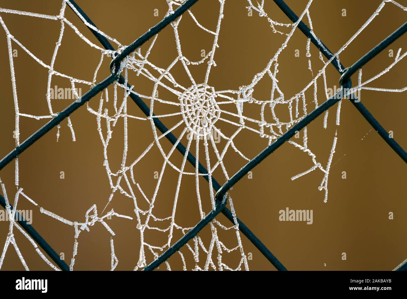 Gefrorene Spinnennetz, Stockfoto
