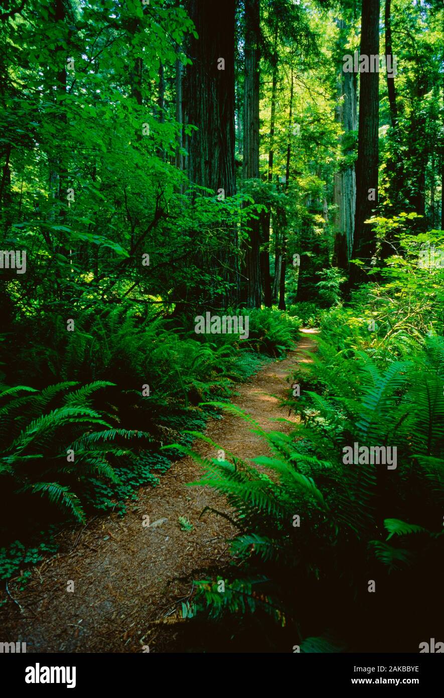 Landschaft mit Wanderweg im grünen Wald, Sequoia National Park, Kalifornien, USA Stockfoto