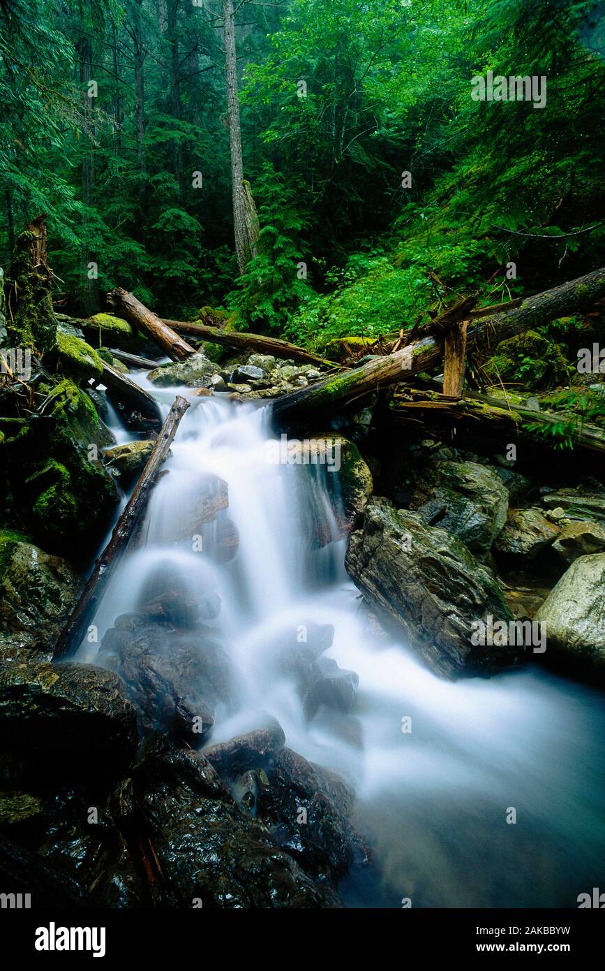 Landschaft mit Wasserfall im Wald, North Cascades National Park, Washington State, USA Stockfoto
