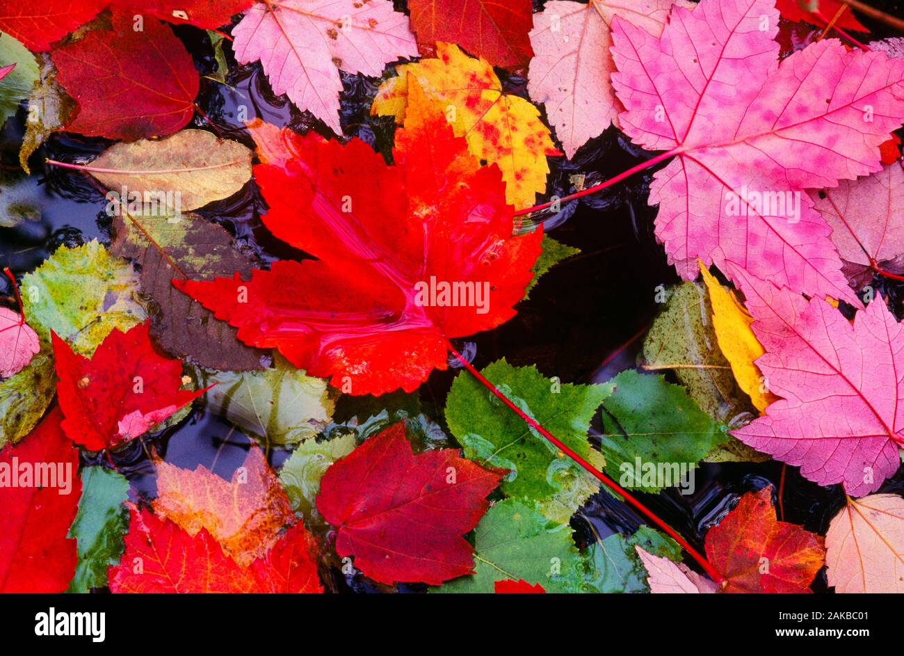 Nahaufnahme der bunten gefallen Ahorn Blätter im Herbst Farben Stockfoto