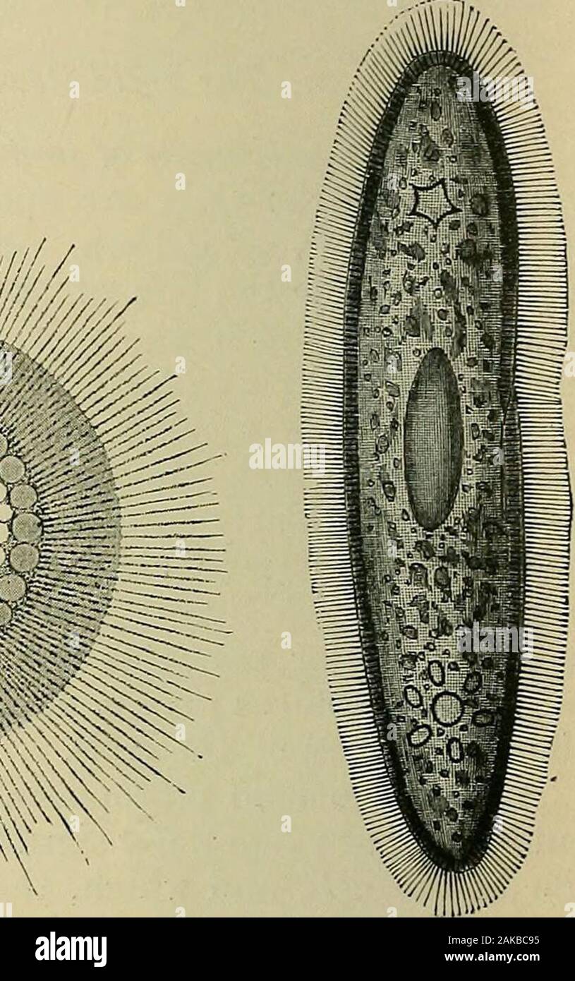 Allgemeine Physiologie; einen Überblick über die Wissenschaft des Lebens. 11111 WMBMMik WiiSXSmm. Abb. 24,- a, Anlage-Zelle aus einem staubblatt - Haar der Tradescantia. (Nach Strasburger.) b, JThalassicollanucleata, eine Radiolarie Zelle, c, Paramecium Aurelia, eine Ciliate - containswithin infusorian Zelle, die das protoplasma an jedem Ende eine pulsierende Vakuole. erscheinen und wieder an der gleichen Stelle erscheinen, die in der Regel rhythmisch, während die Flüssigkeit rhythmisch mit dem protoplasma andagain sammelt sich mischt. Viele dieser pulsierenden Vakuolen haben specialefferent Kanäle und eine konstante Wand, so wie es bei vielen uni-zellulären frei lebenden Org Stockfoto