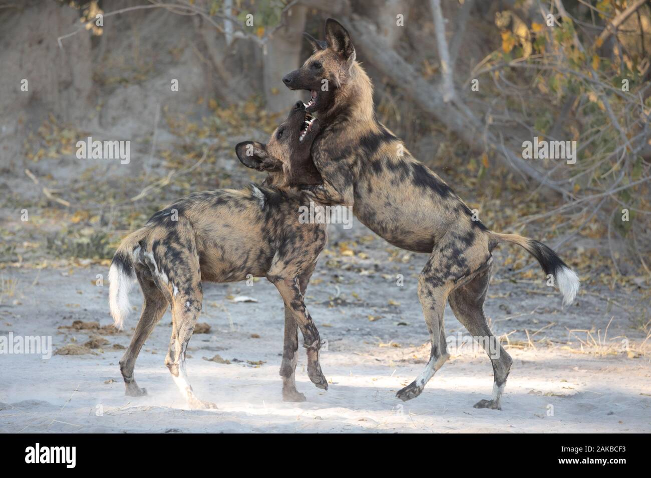 Ein Paket mit verspielten wilde Hunde spielen in der Feier nach erfolgreicher Jagd. Moremi Game Reserve, Okavango Delta, Botswana. Stockfoto