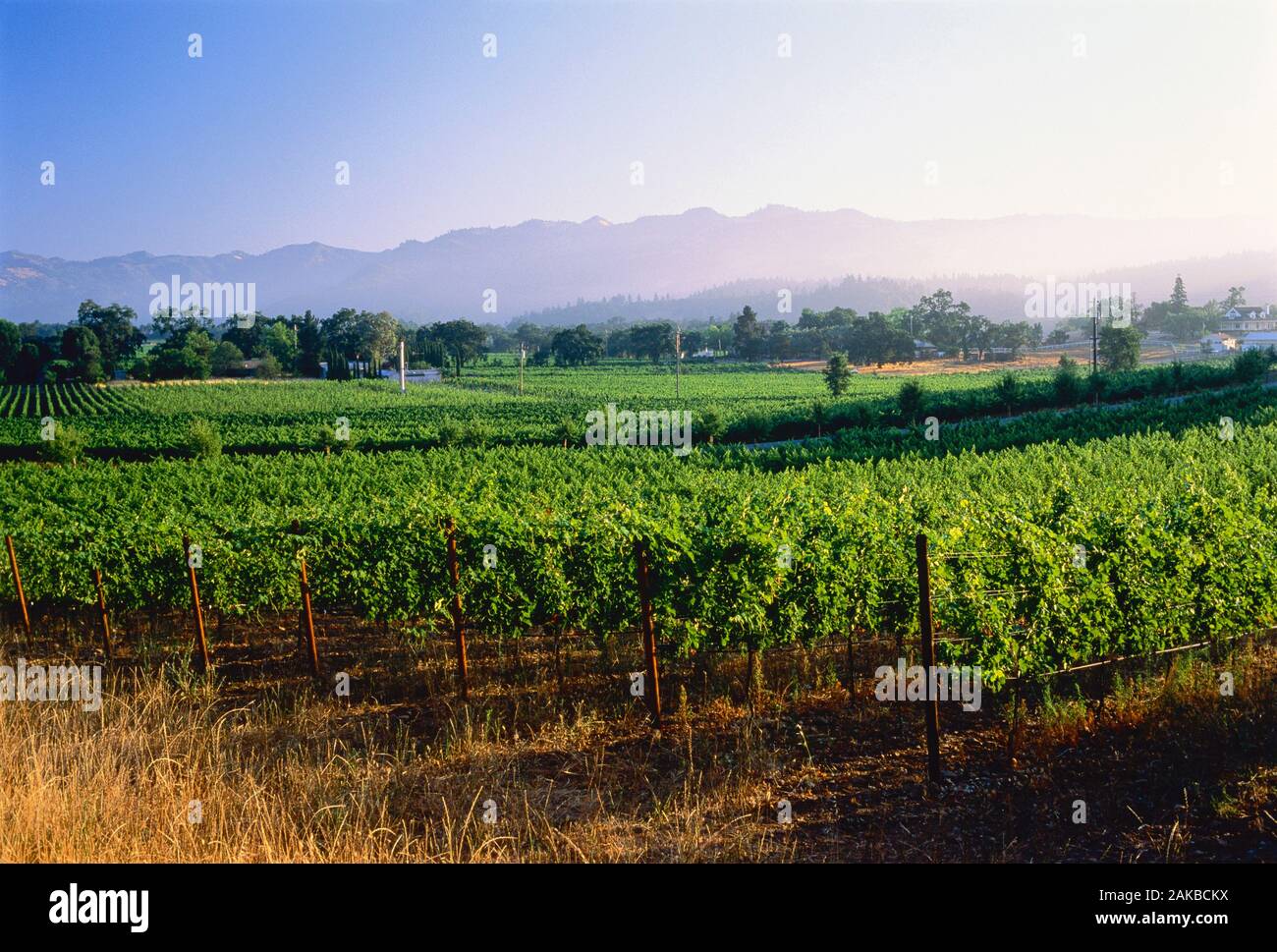 Blick auf Weinberge, Kalifornien, USA Stockfoto