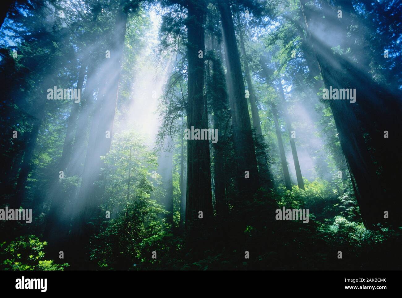 Blick auf die Sonnenstrahlen durch die Bäume im Wald, Kalifornien, USA Stockfoto