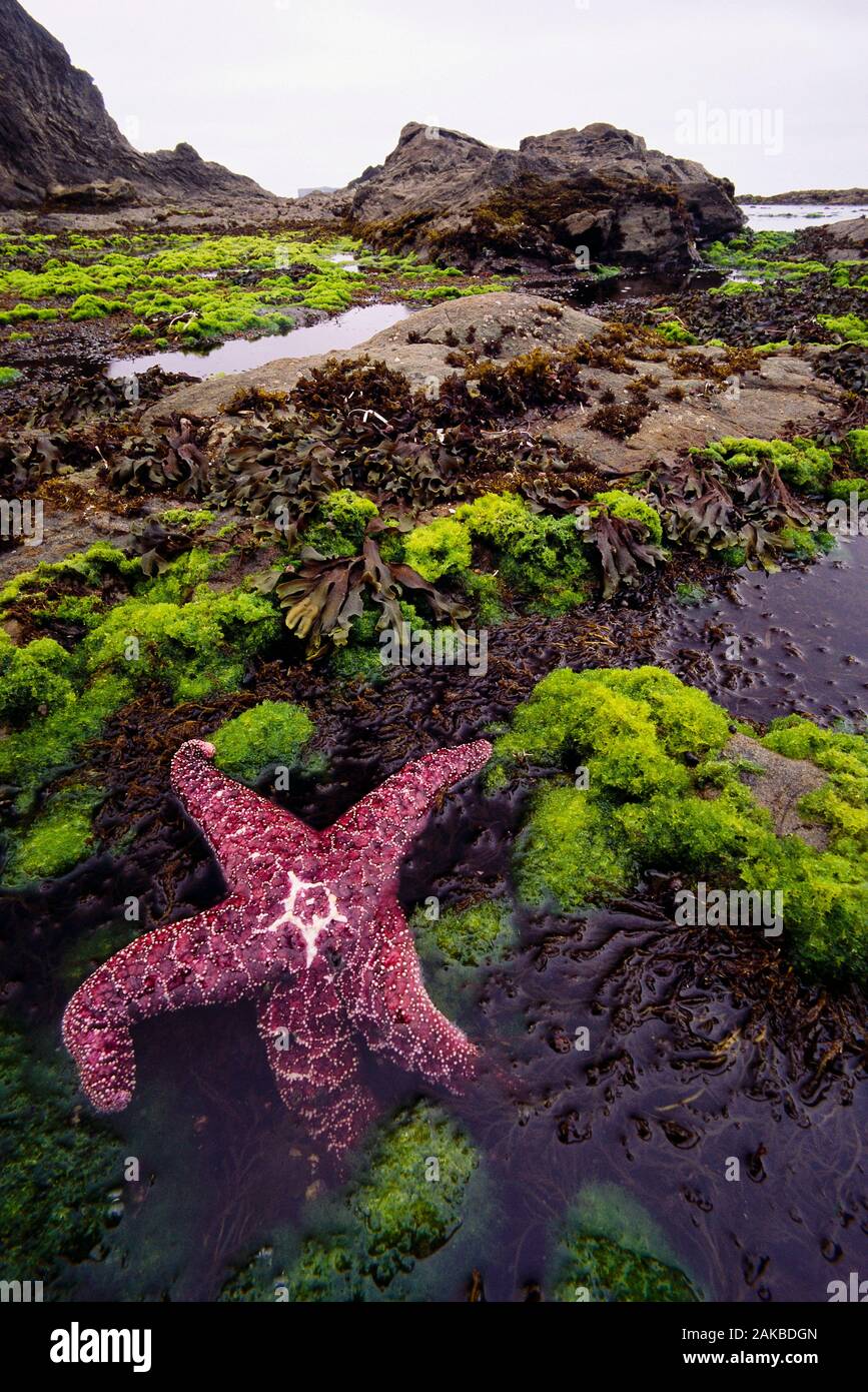 Natur Foto von einzelnen Seesterne auf Meer Stockfoto